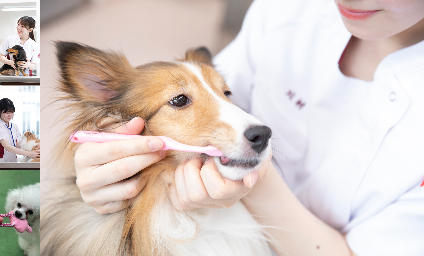 札幌どうぶつ専門学校の写真